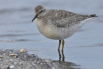 Knot feeding on the sea coast. A young, gray bird gains food during its autumn migration to...