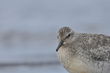 Knot feeding on the sea coast. A young, gray bird gains food during its autumn migration to...