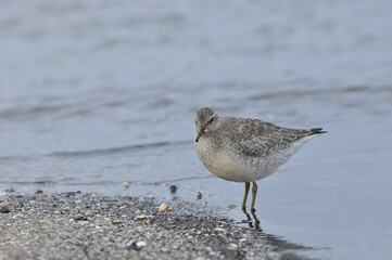 Knot feeding on the sea coast. A young, gray bird gains food during its autumn migration to wintering grounds by the Atlantic Ocean.