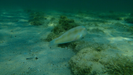 Obraz premium Cleaver wrasse or pearly razorfish (Xyrichtys novacula) undersea, Aegean Sea, Greece, Halkidiki