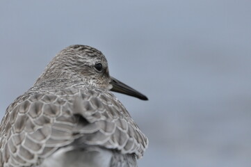 Knot feeding on the sea coast. A young, gray bird gains food during its autumn migration to...