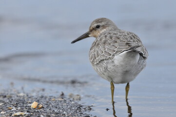 Obraz premium Knot feeding on the sea coast. A young, gray bird gains food during its autumn migration to wintering grounds by the Atlantic Ocean.