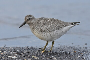Knot feeding on the sea coast. A young, gray bird gains food during its autumn migration to...