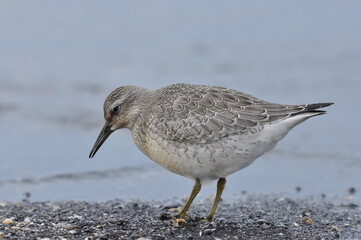 Knot feeding on the sea coast. A young, gray bird gains food during its autumn migration to...