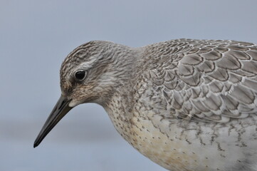 Knot feeding on the sea coast. A young, gray bird gains food during its autumn migration to wintering grounds by the Atlantic Ocean.