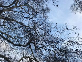 tree branches against blue sky