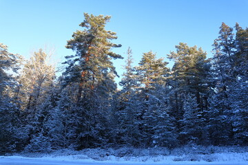 Snow and ice in the forest. One Swedish winter day. Blue sky, no clouds. Nice weather outside. Stockholm, Sweden.