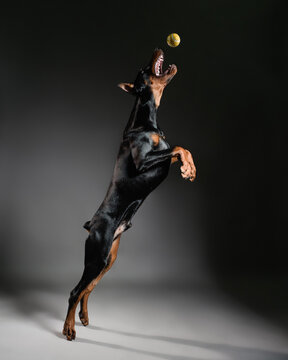 Doberman Jumping For A Ball, Dog Portrait