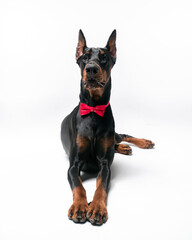 portrait of a dog, portrait of a doberman