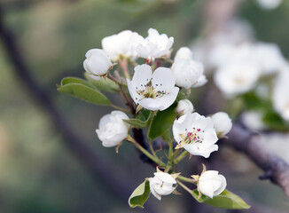 White beautiful flowers of a growing pear