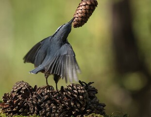 a bird and a cone in the forest