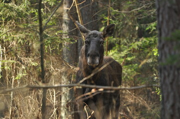 Moose, a large mammal with long legs foraging in the forest