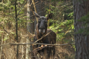 Moose, a large mammal with long legs foraging in the forest