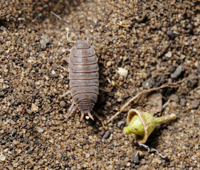 woodlice on the sand