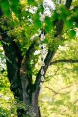 green forest in the morning