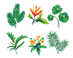 Vector palm leaves and monstera leaves. Collection of colorful plants and flowers. Tropical illustration for cosmetics and spa. Botanical elements on a white background