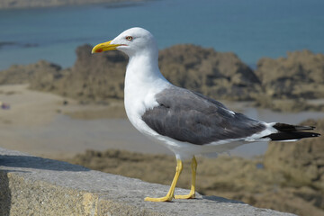 view on a gull in the sea side