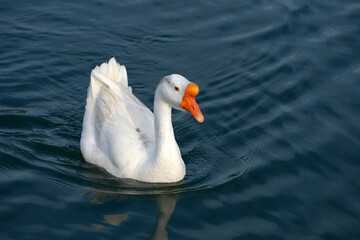 Fototapeta premium ガチョウ