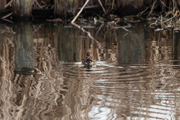 手賀沼のマガモ