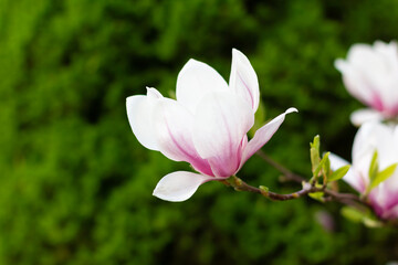 Fototapeta premium Pink blooming magnolia flowers on a bright sunny day. Close-up.