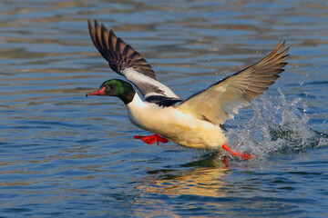 Goosander male takes off to fly on Lake Neuchâtel