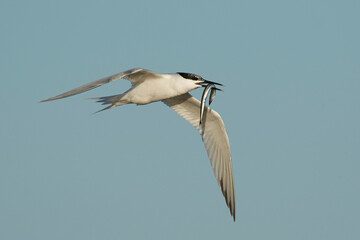Obraz premium Sandwich tern (Thalasseus sandvicensis)