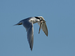 Sandwich tern (Thalasseus sandvicensis)