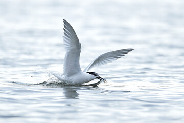 Sandwich tern (Thalasseus sandvicensis)