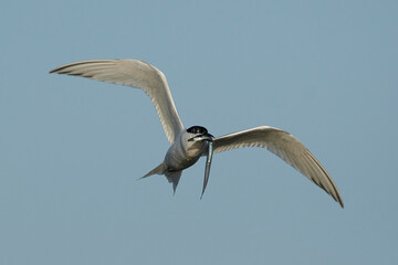 Sandwich tern (Thalasseus sandvicensis)