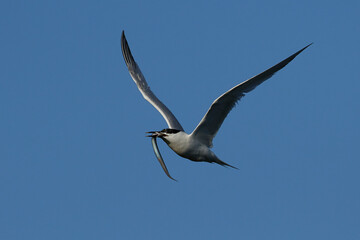 Sandwich tern (Thalasseus sandvicensis)