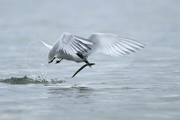 Sandwich tern (Thalasseus sandvicensis)