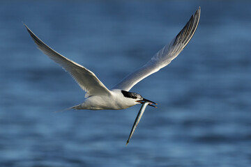 Sandwich tern (Thalasseus sandvicensis)