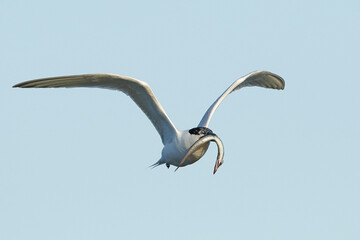 Sandwich tern (Thalasseus sandvicensis)