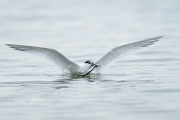 Sandwich tern (Thalasseus sandvicensis)
