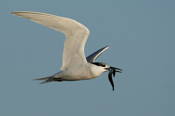 Sandwich tern (Thalasseus sandvicensis)