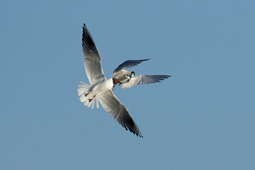 Fototapeta premium Sandwich tern (Thalasseus sandvicensis)