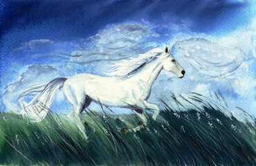  Watercolor picture of a white running horse in tall green grass under the bright blue sky