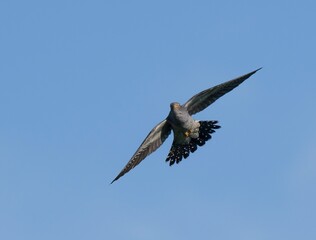 bird in flight