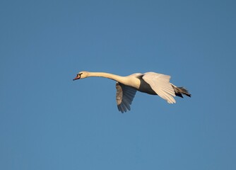 a bird in flight
