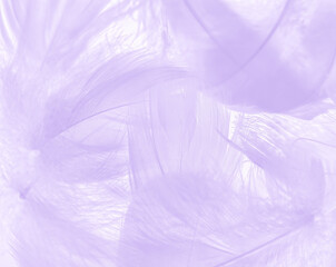Obraz premium Beautiful abstract purple feathers on white background, gray feather texture on dark pattern and purple background, colorful feather wallpaper, love theme, valentines day, light purple gradient