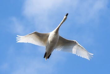 a bird in flight