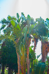 Obraz premium Tropical palm leaves background. Summer holiday concept