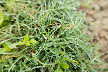 Water Drop on the grass.