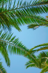 Fototapeta premium Tropical palm leaves background. Summer holiday concept