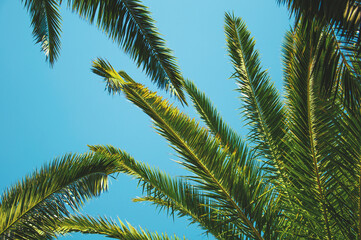 Fototapeta premium Tropical palm leaves background. Summer holiday concept