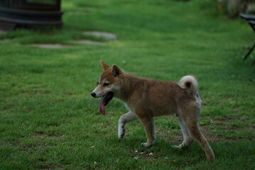 Dogs, Shiba dogs, puppy, pets, cute, mammals, sitting, green, obedient, genealogy, happy, animal.