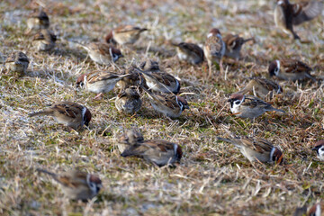 スズメの群れ