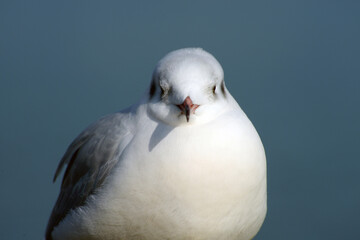 ユリカモメ