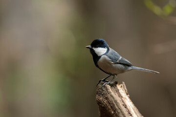 Obraz premium Cinereous tit-Parus cinereus