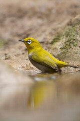 Indian white-eye at water stream 